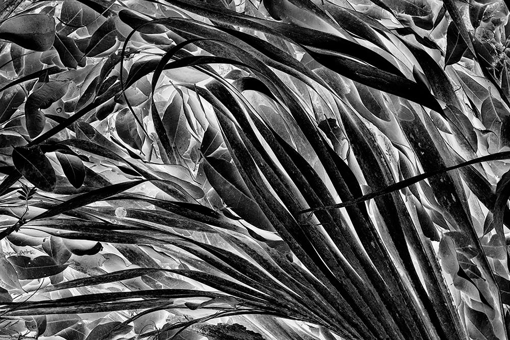 Sable palm frond on the ground in Black and white-Harney Lake-Florida